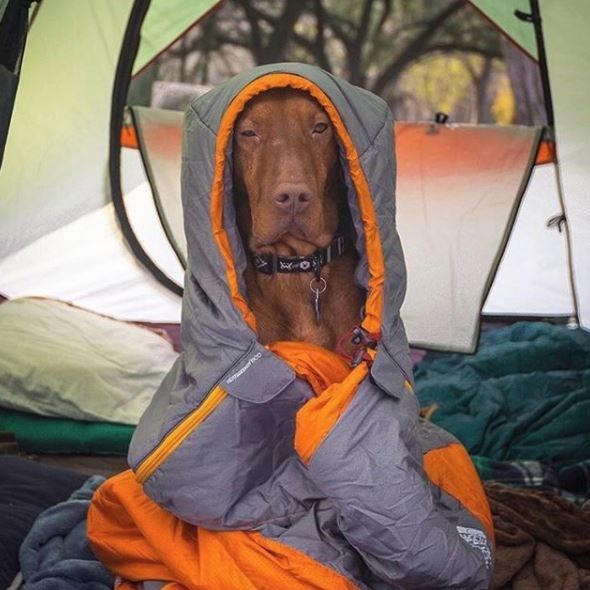 kopeklerle kamp, kopekle kampa gitmek, evcil hayvanlarla kamp, campingwithdogs
