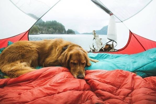 kopeklerle kamp, kopekle kampa gitmek, evcil hayvanlarla kamp, campingwithdogs