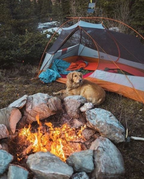 kopeklerle kamp, kopekle kampa gitmek, evcil hayvanlarla kamp, campingwithdogs
