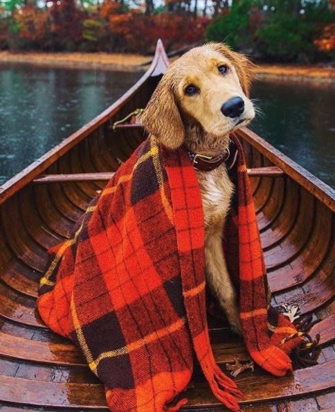 kopeklerle kamp, kopekle kampa gitmek, evcil hayvanlarla kamp, campingwithdogs