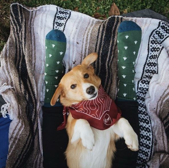 kopeklerle kamp, kopekle kampa gitmek, evcil hayvanlarla kamp, campingwithdogs