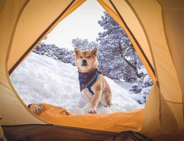 kopeklerle kamp, kopekle kampa gitmek, evcil hayvanlarla kamp, campingwithdogs