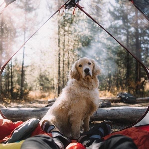 kopeklerle kamp, kopekle kampa gitmek, evcil hayvanlarla kamp, campingwithdogs