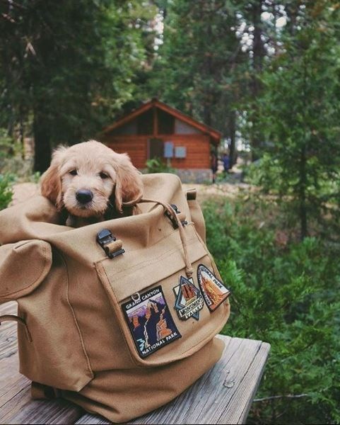 kopeklerle kamp, kopekle kampa gitmek, evcil hayvanlarla kamp, campingwithdogs