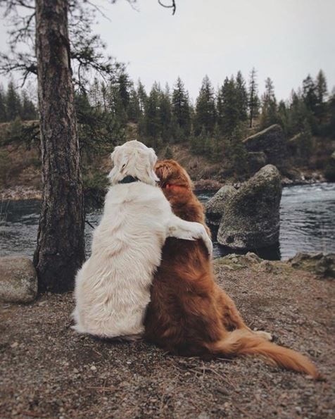 kopeklerle kamp, kopekle kampa gitmek, evcil hayvanlarla kamp, campingwithdogs