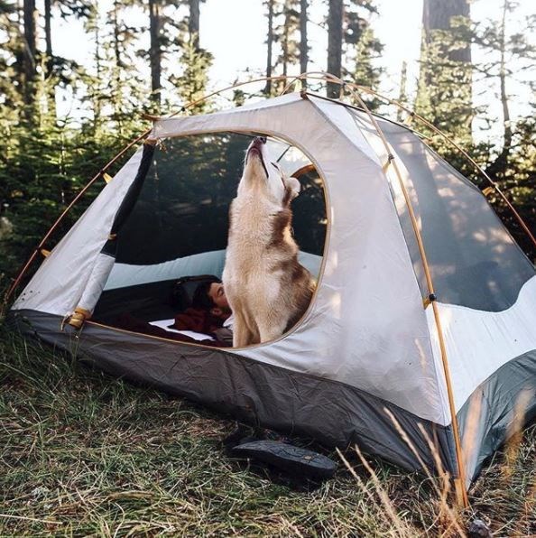 kopeklerle kamp, kopekle kampa gitmek, evcil hayvanlarla kamp, campingwithdogs