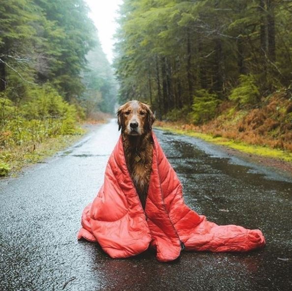 kopeklerle kamp, kopekle kampa gitmek, evcil hayvanlarla kamp, campingwithdogs
