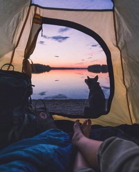 kopeklerle kamp, kopekle kampa gitmek, evcil hayvanlarla kamp, campingwithdogs