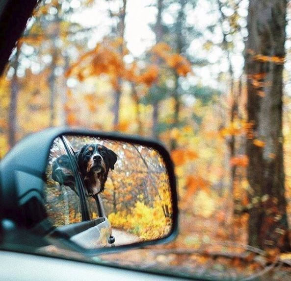 kopeklerle kamp, kopekle kampa gitmek, evcil hayvanlarla kamp, campingwithdogs