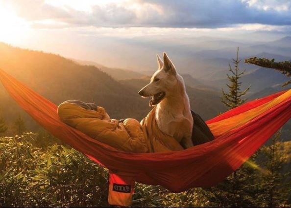 kopeklerle kamp, kopekle kampa gitmek, evcil hayvanlarla kamp, campingwithdogs