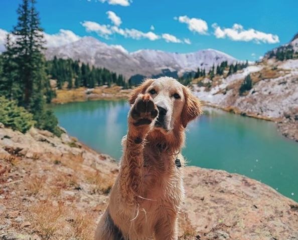 kopeklerle kamp, kopekle kampa gitmek, evcil hayvanlarla kamp, campingwithdogs