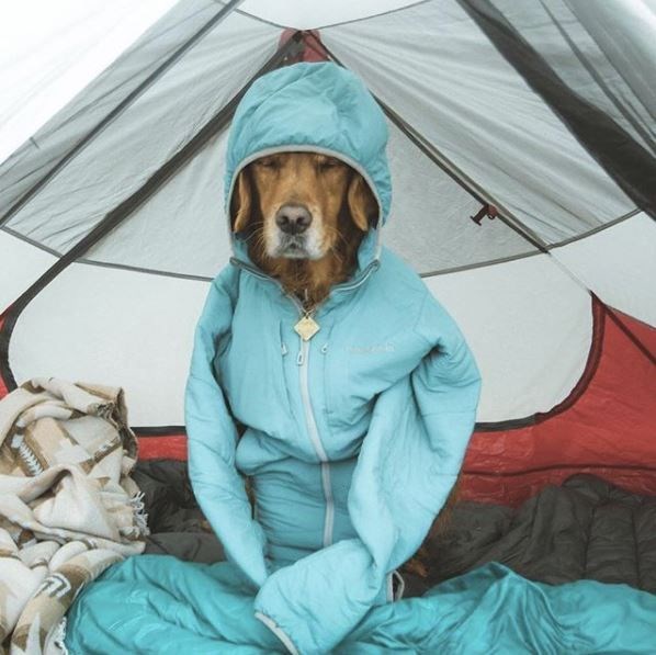 kopeklerle kamp, kopekle kampa gitmek, evcil hayvanlarla kamp, campingwithdogs
