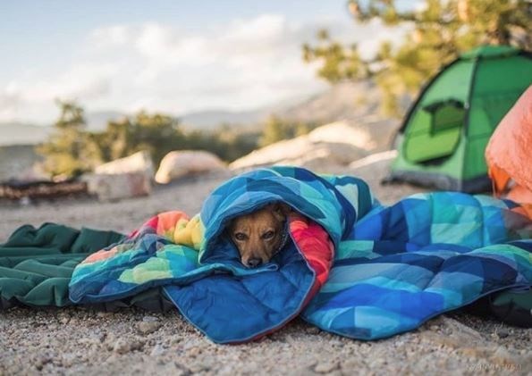 kopeklerle kamp, kopekle kampa gitmek, evcil hayvanlarla kamp, campingwithdogs