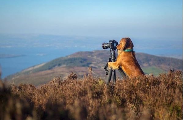 kopeklerle kamp, kopekle kampa gitmek, evcil hayvanlarla kamp, campingwithdogs