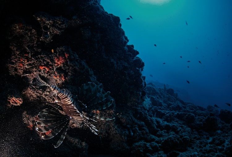 samandağ sahilleri, samandağ sualtı turizmi, samandağ dalış, samandağ sualtı, samandağ scuba, hatay sualtı, kızıldeniz