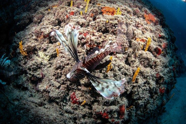 samandağ sahilleri, samandağ sualtı turizmi, samandağ dalış, samandağ sualtı, samandağ scuba, hatay sualtı, kızıldeniz