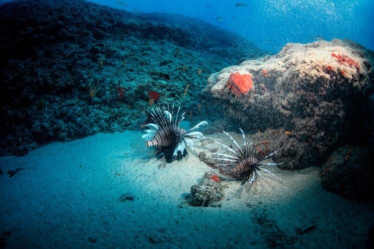 samandağ sahilleri, samandağ sualtı turizmi, samandağ dalış, samandağ sualtı, samandağ scuba, hatay sualtı, kızıldeniz