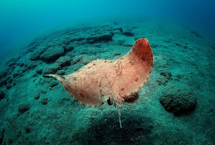 samandağ sahilleri, samandağ sualtı turizmi, samandağ dalış, samandağ sualtı, samandağ scuba, hatay sualtı, kızıldeniz