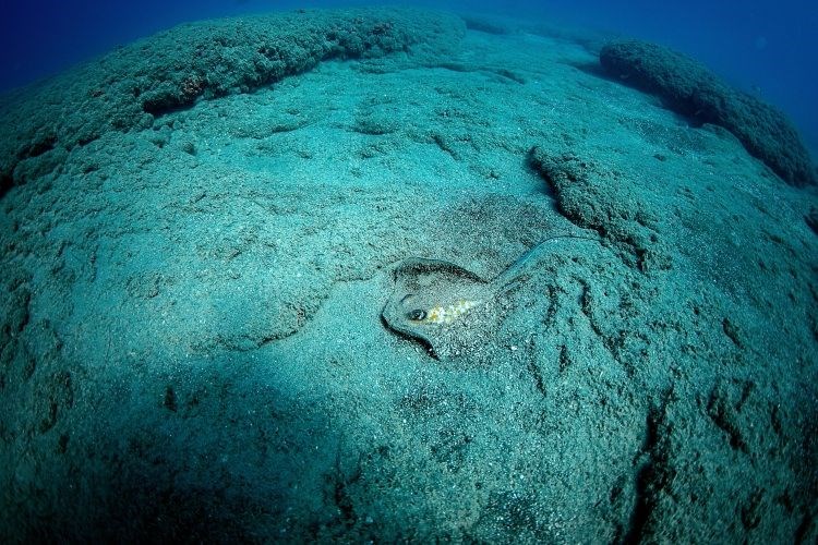 samandağ sahilleri, samandağ sualtı turizmi, samandağ dalış, samandağ sualtı, samandağ scuba, hatay sualtı, kızıldeniz