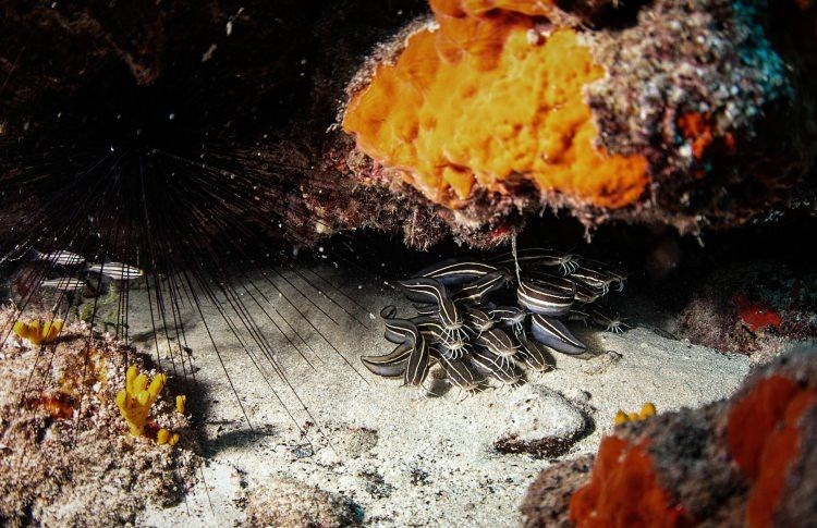 samandağ sahilleri, samandağ sualtı turizmi, samandağ dalış, samandağ sualtı, samandağ scuba, hatay sualtı, kızıldeniz