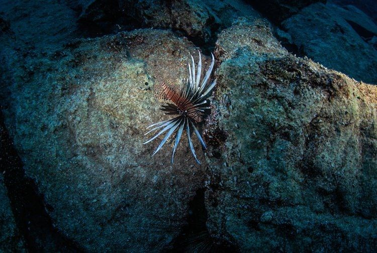 samandağ sahilleri, samandağ sualtı turizmi, samandağ dalış, samandağ sualtı, samandağ scuba, hatay sualtı, kızıldeniz