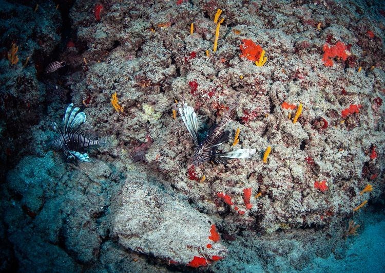 samandağ sahilleri, samandağ sualtı turizmi, samandağ dalış, samandağ sualtı, samandağ scuba, hatay sualtı, kızıldeniz