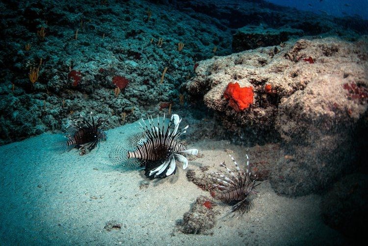 samandağ sahilleri, samandağ sualtı turizmi, samandağ dalış, samandağ sualtı, samandağ scuba, hatay sualtı, kızıldeniz