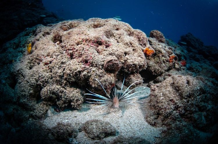 samandağ sahilleri, samandağ sualtı turizmi, samandağ dalış, samandağ sualtı, samandağ scuba, hatay sualtı, kızıldeniz