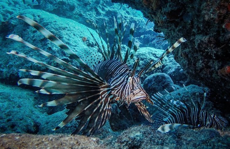 samandağ sahilleri, samandağ sualtı turizmi, samandağ dalış, samandağ sualtı, samandağ scuba, hatay sualtı, kızıldeniz