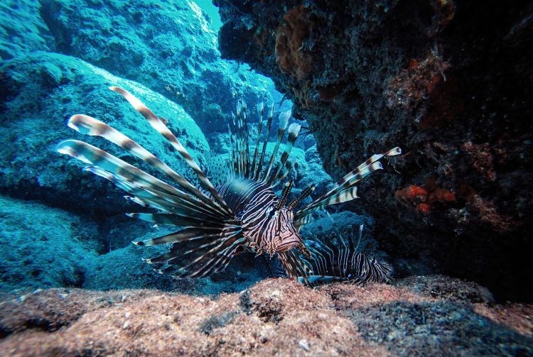 samandağ sahilleri, samandağ sualtı turizmi, samandağ dalış, samandağ sualtı, samandağ scuba, hatay sualtı, kızıldeniz