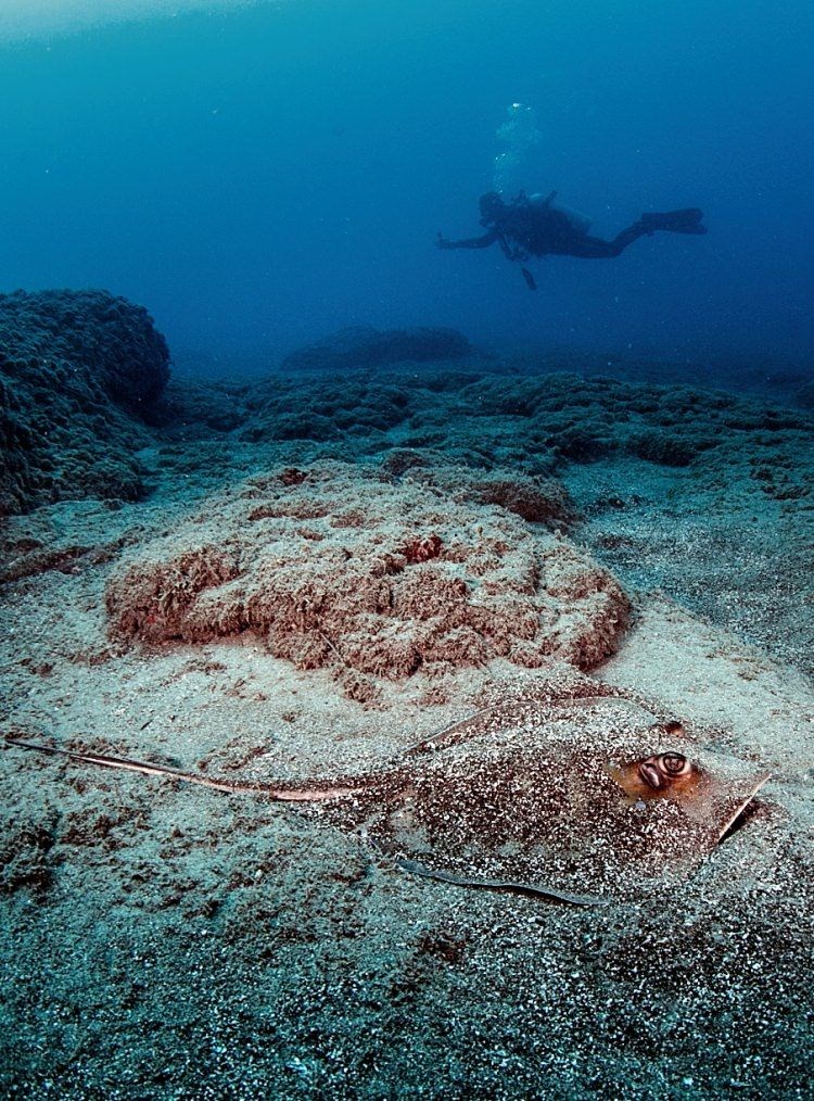 samandağ sahilleri, samandağ sualtı turizmi, samandağ dalış, samandağ sualtı, samandağ scuba, hatay sualtı, kızıldeniz