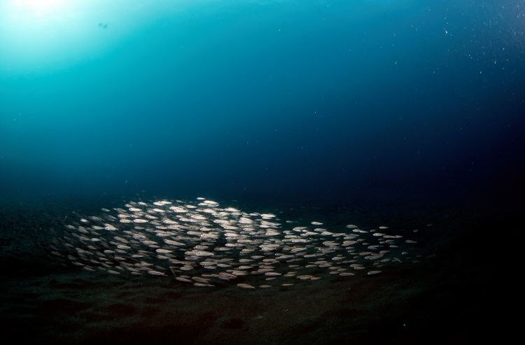 samandağ sahilleri, samandağ sualtı turizmi, samandağ dalış, samandağ sualtı, samandağ scuba, hatay sualtı, kızıldeniz