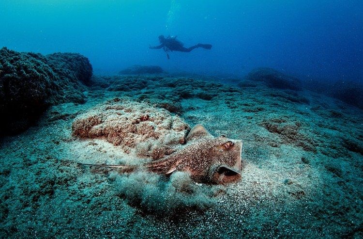 samandağ sahilleri, samandağ sualtı turizmi, samandağ dalış, samandağ sualtı, samandağ scuba, hatay sualtı, kızıldeniz