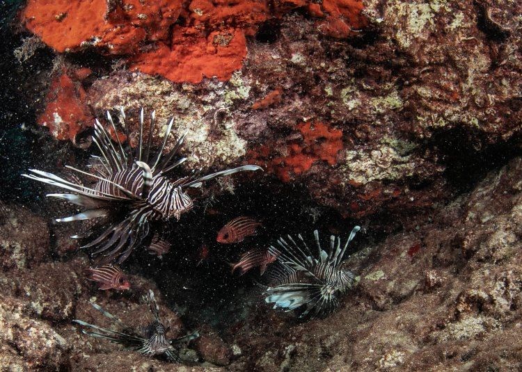 samandağ sahilleri, samandağ sualtı turizmi, samandağ dalış, samandağ sualtı, samandağ scuba, hatay sualtı, kızıldeniz