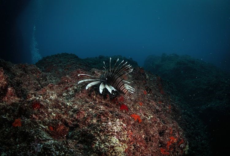 samandağ sahilleri, samandağ sualtı turizmi, samandağ dalış, samandağ sualtı, samandağ scuba, hatay sualtı, kızıldeniz