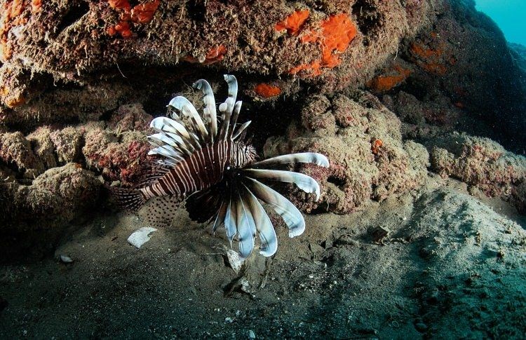 samandağ sahilleri, samandağ sualtı turizmi, samandağ dalış, samandağ sualtı, samandağ scuba, hatay sualtı, kızıldeniz