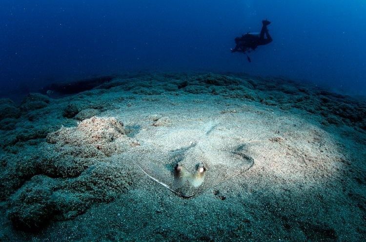 samandağ sahilleri, samandağ sualtı turizmi, samandağ dalış, samandağ sualtı, samandağ scuba, hatay sualtı, kızıldeniz