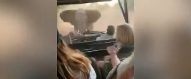 Fil turistleri taşıyan safari aracına saldırdı