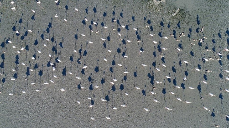 tuz gölü, flamingo, tuz gölü nasıl oluştu, tuz gölü nerede, flamingo kuluçka yerleri, flamingolar nerede