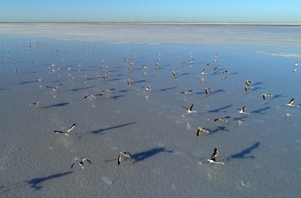 tuz gölü, flamingo, tuz gölü nasıl oluştu, tuz gölü nerede, flamingo kuluçka yerleri, flamingolar nerede