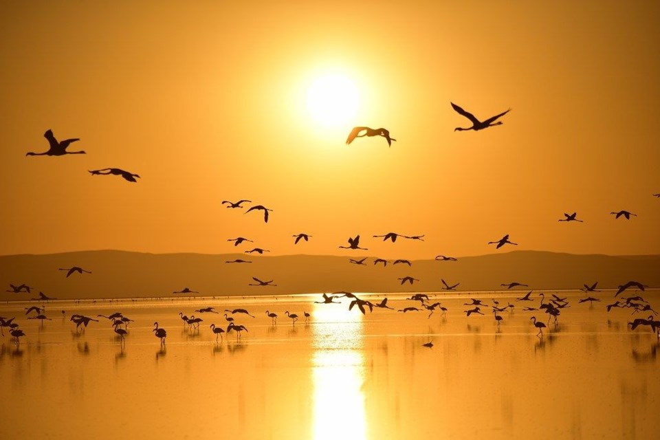 tuz gölü, flamingo, tuz gölü nasıl oluştu, tuz gölü nerede, flamingo kuluçka yerleri, flamingolar nerede