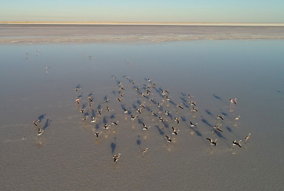 tuz gölü, flamingo, tuz gölü nasıl oluştu, tuz gölü nerede, flamingo kuluçka yerleri, flamingolar nerede