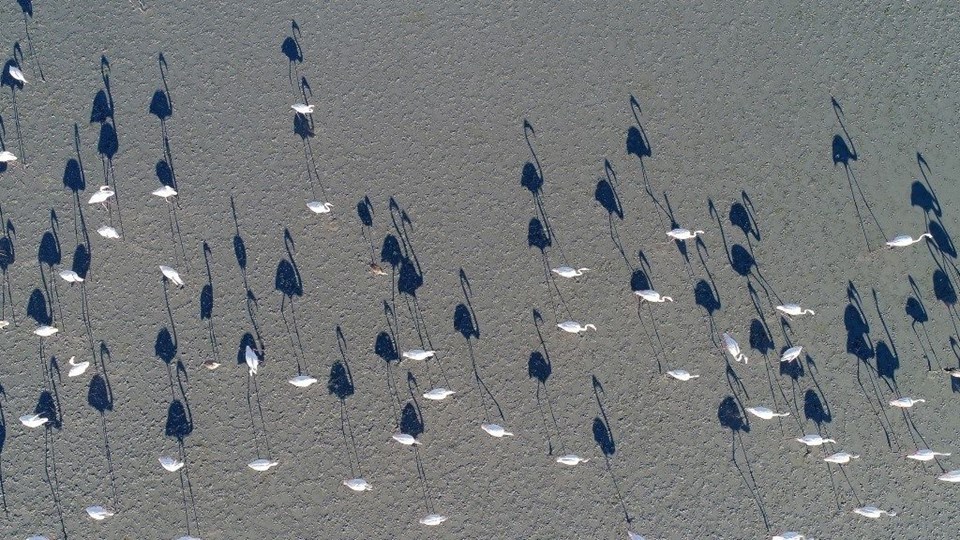 tuz gölü, flamingo, tuz gölü nasıl oluştu, tuz gölü nerede, flamingo kuluçka yerleri, flamingolar nerede