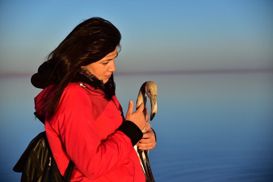 tuz gölü, flamingo, tuz gölü nasıl oluştu, tuz gölü nerede, flamingo kuluçka yerleri, flamingolar nerede