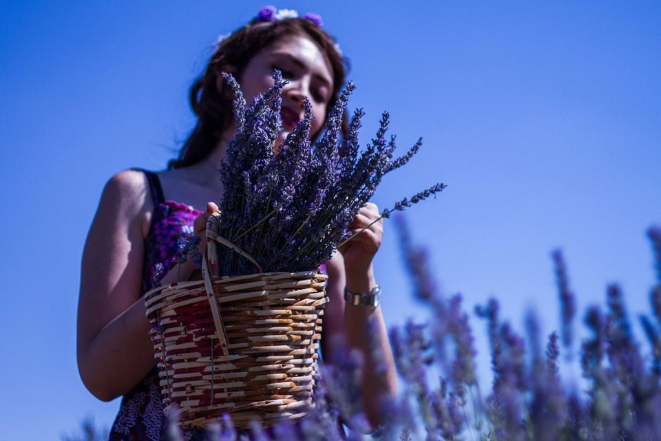 kuyucak köyü, lavanta kokulu köy, ısparta gezilecek yerler, lavanta tarlaları