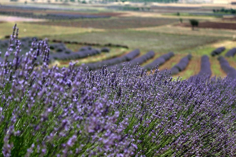 kuyucak köyü, lavanta kokulu köy, ısparta gezilecek yerler, lavanta tarlaları