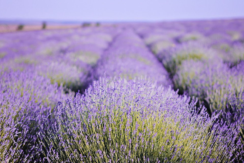 kuyucak köyü, lavanta kokulu köy, ısparta gezilecek yerler, lavanta tarlaları