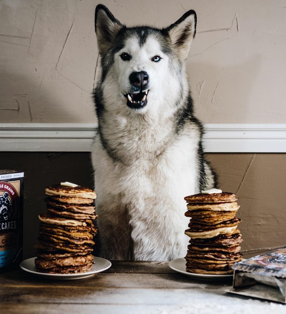 loki the wolfdog, dunyayı gezen kopekler, instagram fenomeni kopekler, gezgin kopekler, kampçı kopekler