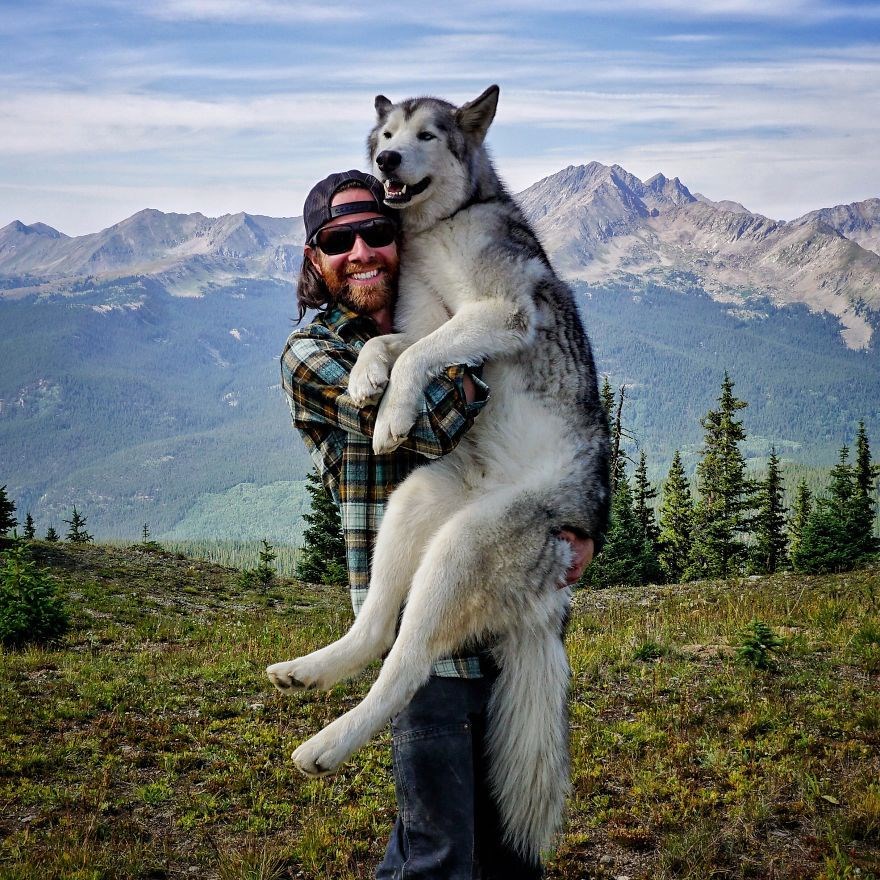loki the wolfdog, dunyayı gezen kopekler, instagram fenomeni kopekler, gezgin kopekler, kampçı kopekler