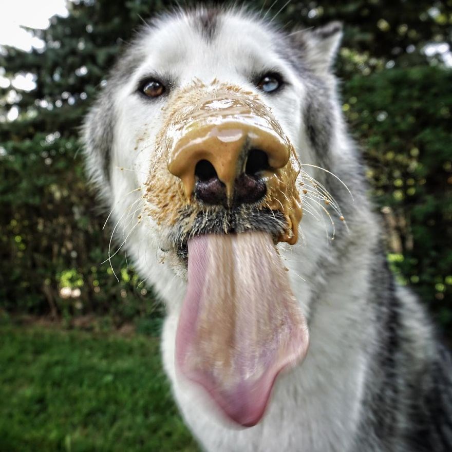 loki the wolfdog, dunyayı gezen kopekler, instagram fenomeni kopekler, gezgin kopekler, kampçı kopekler